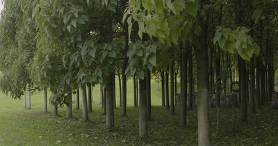Blick in eine junge Baumplantage mit symmetrisch angeordneten Baumstämmen und großen grünen Blättern