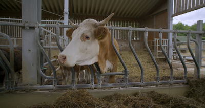 Braun-weißes Rind blickt in einem Stall aus einem Fressgitter in Richtung Kamera