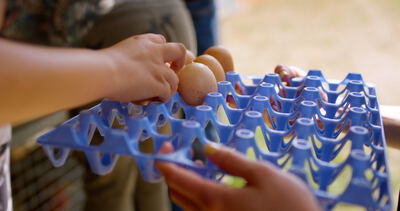 Frische braune Eier werden per Hand in eine blaue Eiersteige aus Kunststoff auf einem Bauernhof sortiert: Ei, Hühnerei