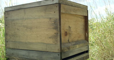 Holzbeute für Bienen in einer Wiese mit hohem Gras im Freien