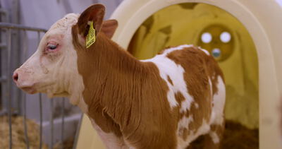 Junges braun-weiß geflecktes Kalb steht vor einem hellen Kunststoff-Kälberiglu im Stall, Nutztier, Landwirtschaft und