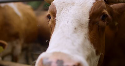 Kopf einer Kuh mit gelber Ohrmarke in einem Stall in einer landwirtschaftlichen Umgebung