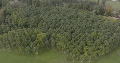 Luftaufnahme einer jungen Pappelplantage am Waldrand neben einer grünen Wiese unter bewölktem Himmel