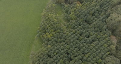 Luftaufnahme von dichten grünen Baumkronen am Rand eines Laubwaldes angrenzend an eine weite grüne Wiese