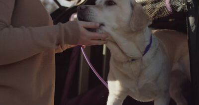 Hand streichelt sanft die Schnauze eines hellen Labradors