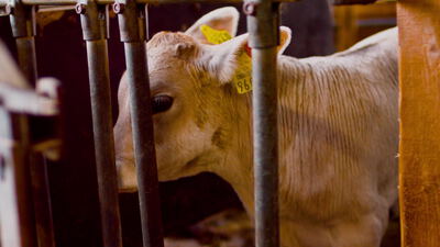 Junges Kalb steht zwischen den Gittern im Stall
