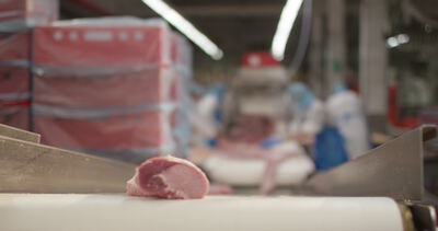 Schweinefleisch läuft auf dem weißen Zerlegeband durch die Halle