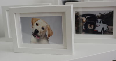 Gerahmtes Porträt eines Labrador Welpen auf weißem Regal Gerahmtes Porträt eines Labrador Welpen auf weißem Regal, gerahmtes Hundeporträt, Labrador Welpe Foto und Bilderrahmen Hund