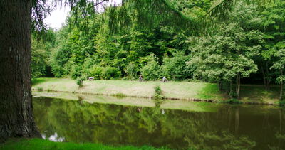 Ruhiger Waldteich mit grünen Bäumen und Spiegelung im Wasser