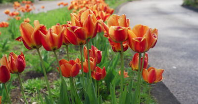 Orange Tulpen blühen im Frühling an einem Weg