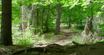 Waldlichtung mit morschem Baumstumpf im grünen Laubwald