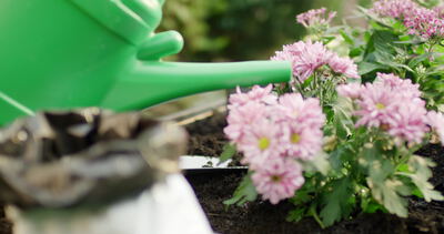 Gießkanne neigt sich über rosa Chrysanthemen im Blumenbeet