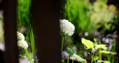 Weiße Hortensienblüte im Sonnenlicht zwischen dunklen Holzpfosten im Garten