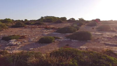 Trockene Küstenlandschaft mit Büschen im goldenen Abendlicht