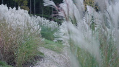 Federn von Ziergras wiegen sich im herbstlichen Garten
