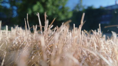 Gras wiegt sich trocken und golden auf einer sonnigen Wiese: Trockengras, goldenes Gras