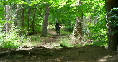 Mountainbiker fährt technischen Wurzeltrail durch grünen Wald