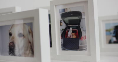 Hundeportraits in Bilderrahmen an heller Galeriewand