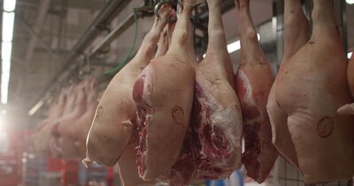 Schweinehälften hängen an der Rohrbahn im Zerlegebetrieb
