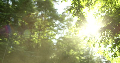 Sonnenlicht bricht durch dichtes Blätterdach im Sommerwald
