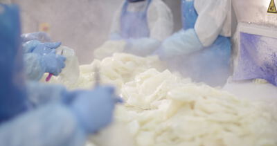 Mitarbeiter in Schutzkleidung sortieren helle Rohware an einem Tisch in einer Lebensmittelfabrik