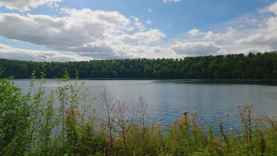 Wilde Uferpflanzen und verblühte Disteln vor einem Waldsee, Disteln am Ufer, Wildpflanzen und naturbelassenes Ufer als 4K
