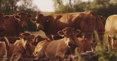 Rinder ruhen und grasen im Abendlicht auf der Sommerweide