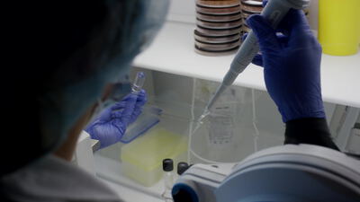 Pipettieren einer Probe in der sterilen Sicherheitswerkbank