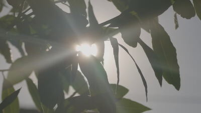 Sonnenlicht strahlt durch grüne Blätter am Zweig: Sonnenlicht durch Blätter, grüne Blätter im Gegenlicht