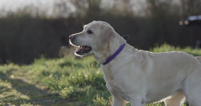 Labrador Retriever steht im Gegenlicht auf der Abendwiese