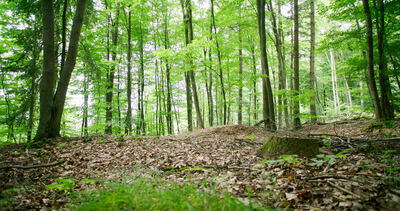 Mountainbiker fährt durch einen grünen Laubwald in der Totale
