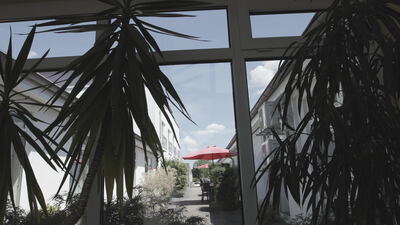 Große Zimmerpflanze am Fenster mit Blick in einen Innenhof