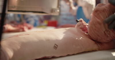 Metzger schneidet gestempelten Schweinebauch am Zerlegetisch zu