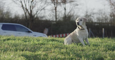 Labrador sitzt auf einer sonnigen Wiese am Feldrand