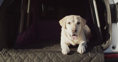 Labrador liegt auf einer gesteppten Kofferraummatte im Auto, Labrador im Kofferraum, Hund liegt im Kofferraum und