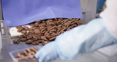 Gebratene Frikadellen fallen aus der Rutsche auf den Abpacktisch