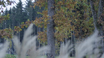 Trockenes Ziergras vor herbstlichem Waldrand im Gegenlicht