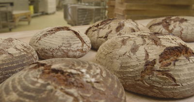 Reihen frisch gebackener Sauerteigbrote in der Bäckerei