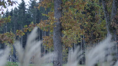 Herbstlicher Wald mit jungen Baeumen und Stuetzpfaehlen