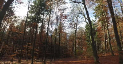 Gang durch einen herbstlichen Buchenwald mit Laub am Boden