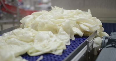 Blanchierte Kohlblätter auf blauem Förderband in einer Lebensmittelfabrik