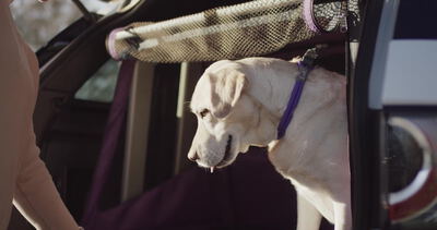 Labrador steht in einer weichen Transportbox im Kofferraum
