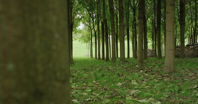 Kamerafahrt durch die Reihen einer jungen Baumplantage im Wald