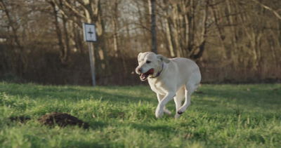 Labrador Retriever rennt über eine sonnige Frühlingswiese Labrador Retriever rennt über eine sonnige Frühlingswiese, rennender Hund, Hund rennt und galoppierender Hund als 4K