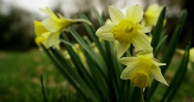 Gelbe Narzissen blühen im Frühling in Nahaufnahme