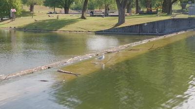 Möwe steht auf einem im Wasser liegenden Baumstamm im Parkkanal: Möwe, Möwe im Wasser