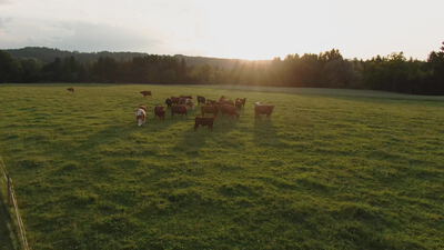 Rinderherde grast im Abendlicht auf einer grünen Weide