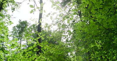 Blick hinauf in grüne Baumkronen im sommerlichen Wald