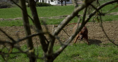 Hund läuft über frisch umgegrabene Erde im Garten