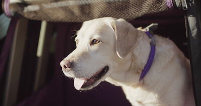 Labrador hechelt mit heraushängender Zunge im Sonnenlicht Labrador hechelt mit heraushängender Zunge im Sonnenlicht, Hund hechelt, Labrador Nahaufnahme und Hund mit Zunge als 4K